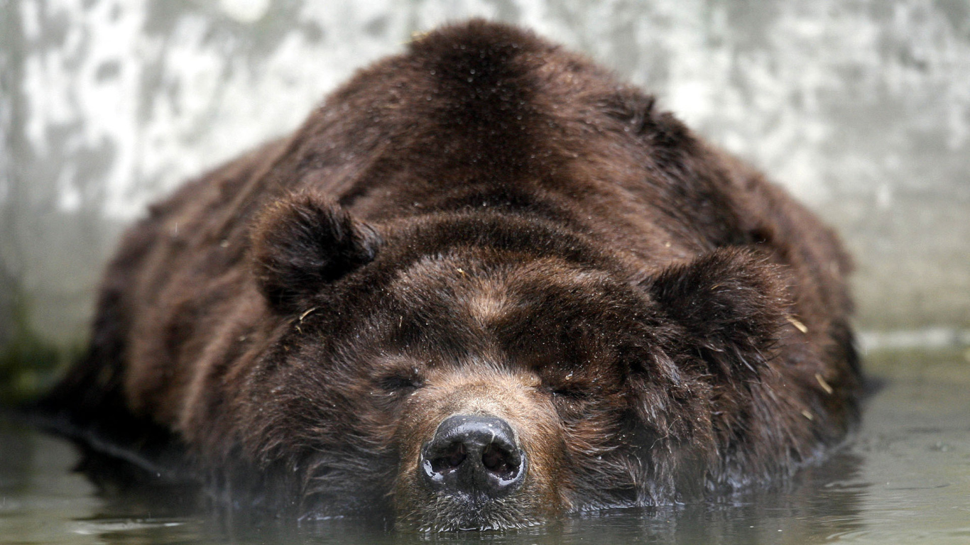 Медведь лежит в воде