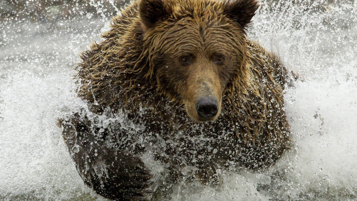 Медведь ловит рыбу