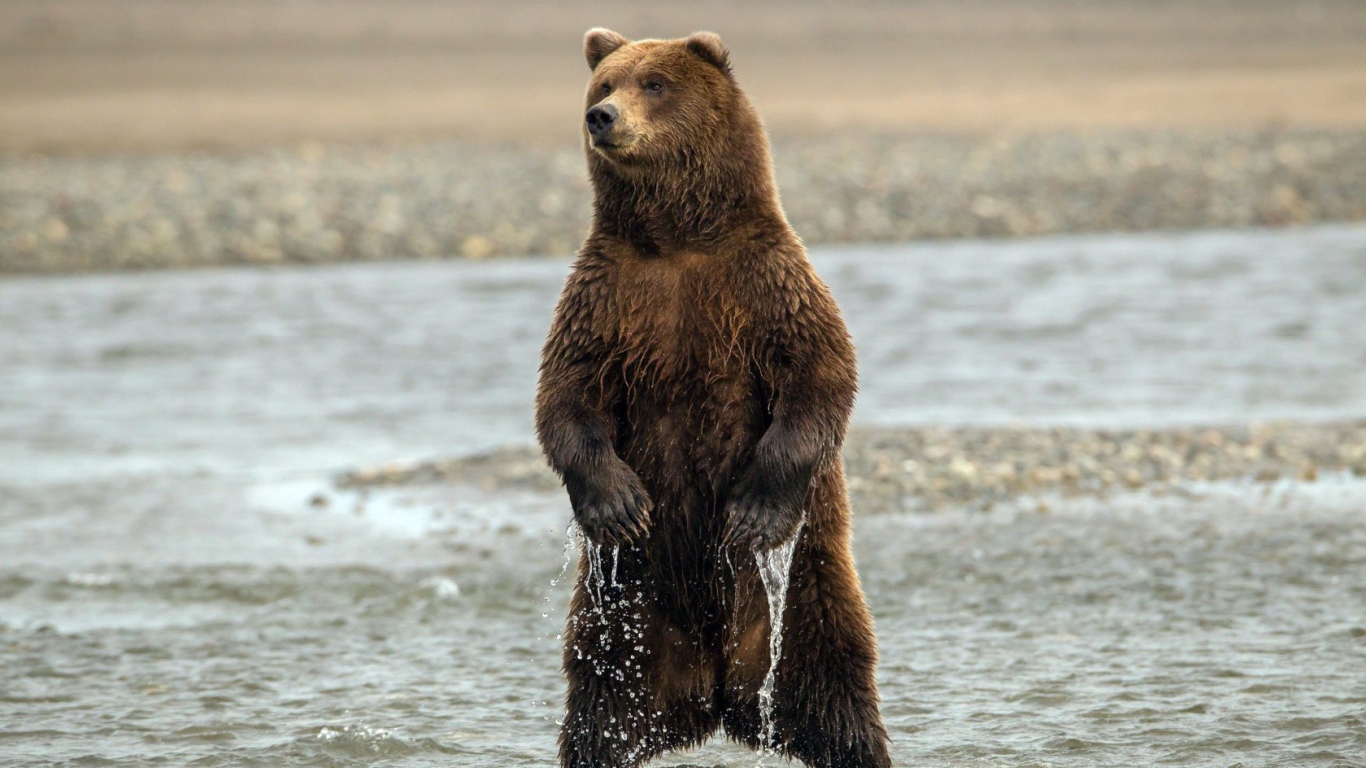 Медведь стоит в воде