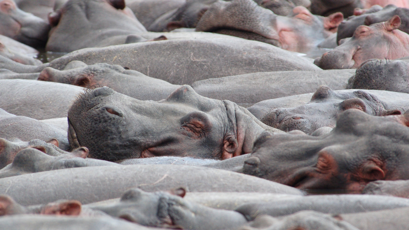 Стадо бегемотов