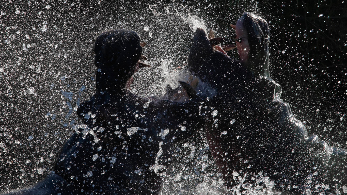 Битва бегемотов