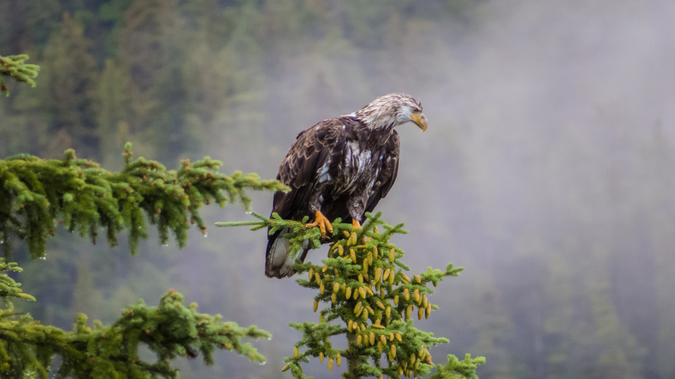 Белоголовый орлан на дереве