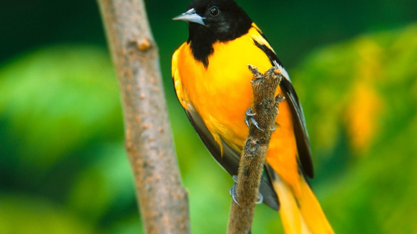 Иволга в Балтиморе