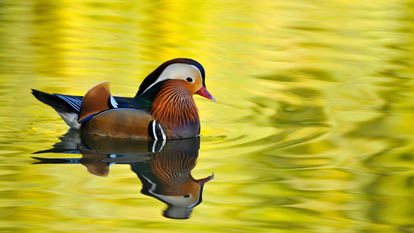 Красивая утка Мандаринка