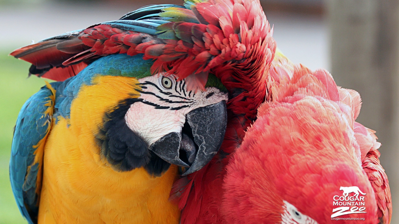 Лучшие друзья