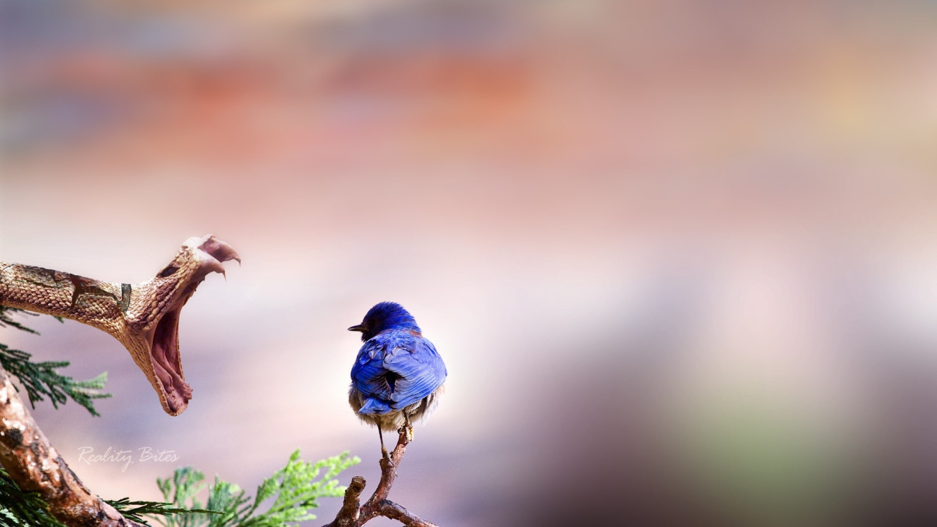 Птичка и змея