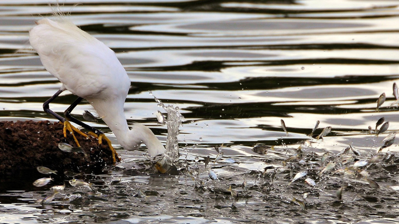 Птица ловит рыбу