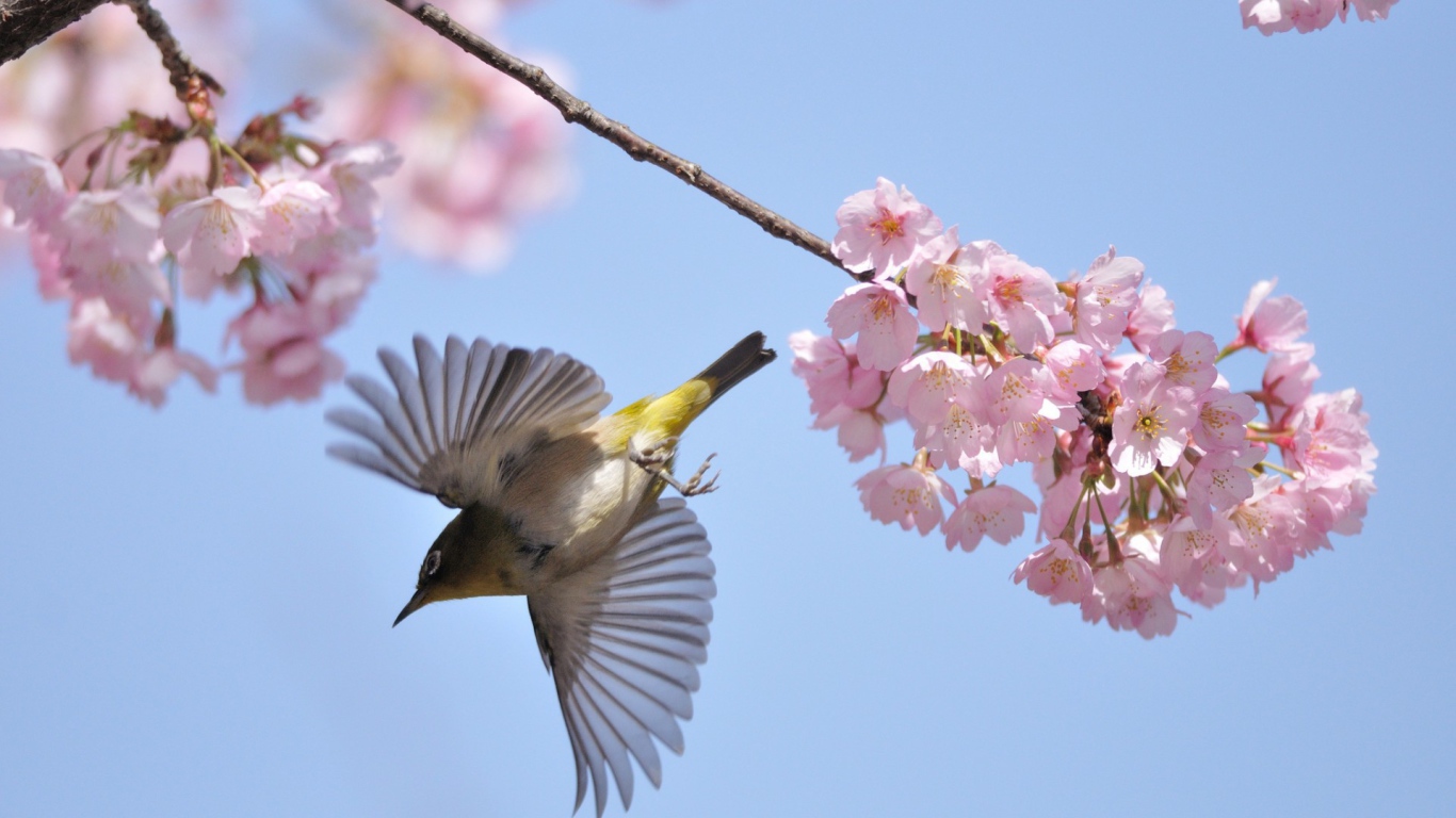 Птица у цветов
