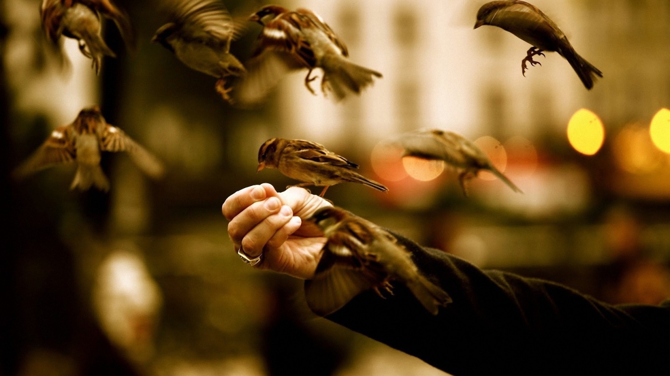 Птицы едят с руки