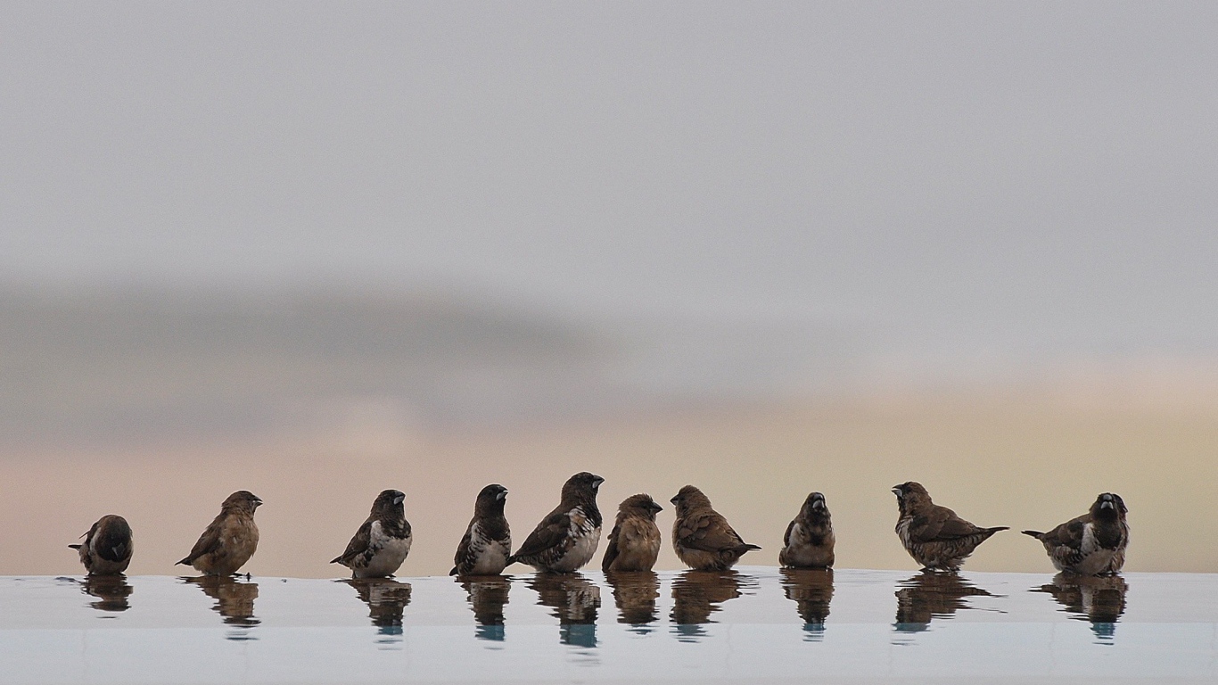 Птицы купаются