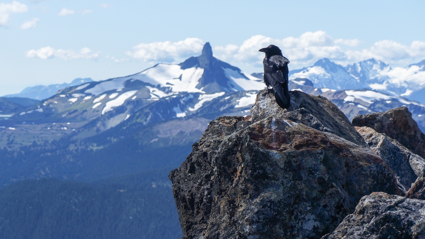 Ворона в горах