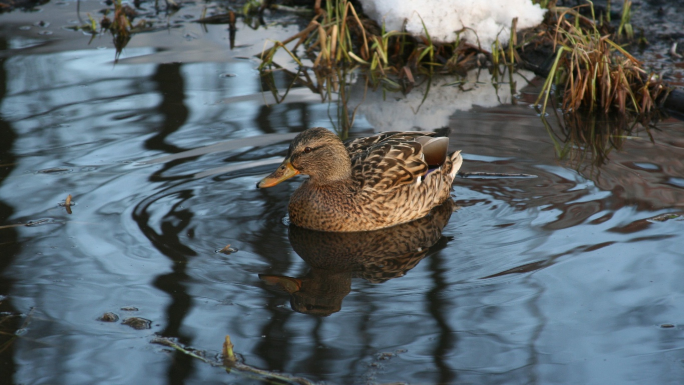 Утка в озере
