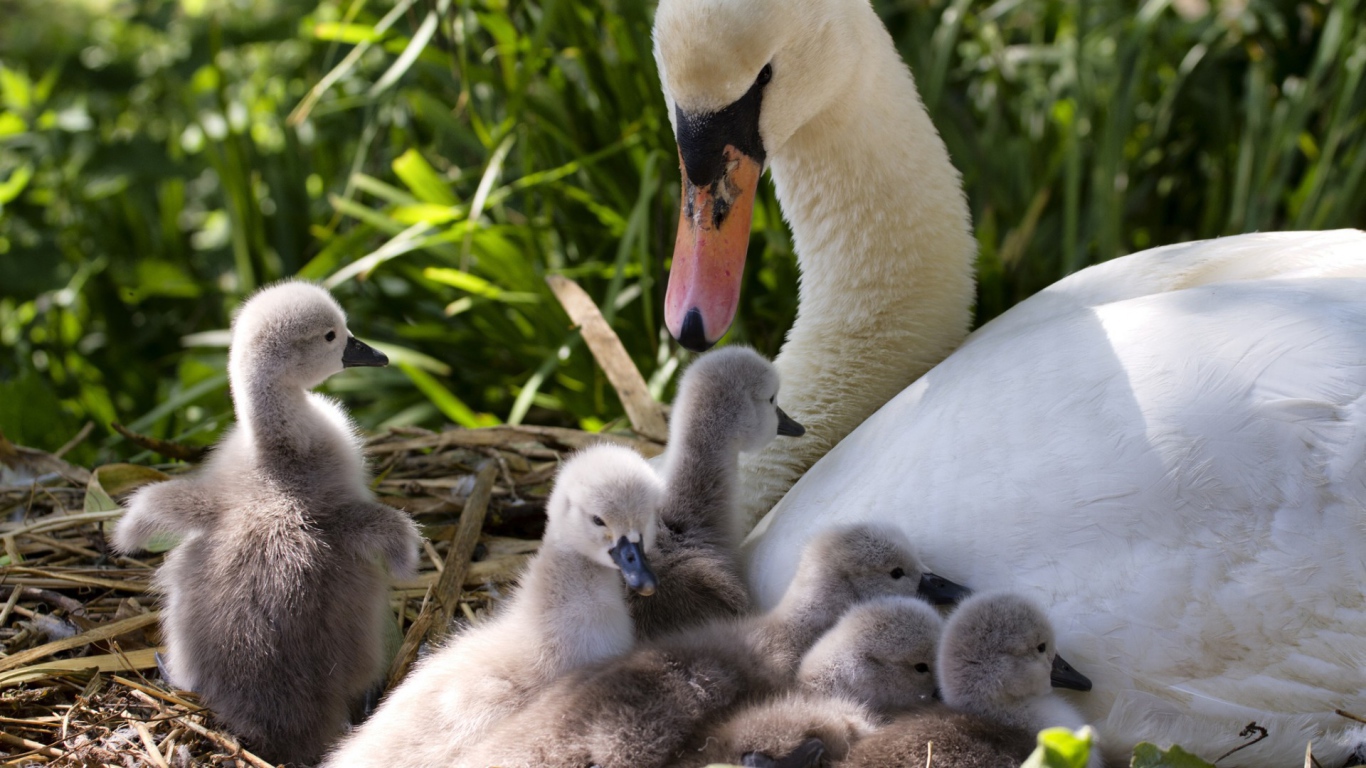 Утка с утятами