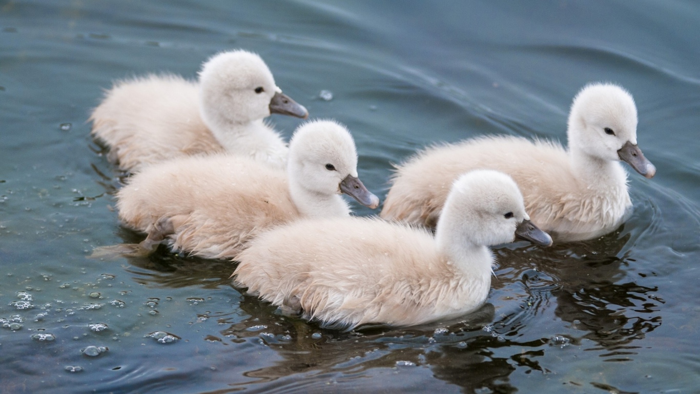 Утята в воде