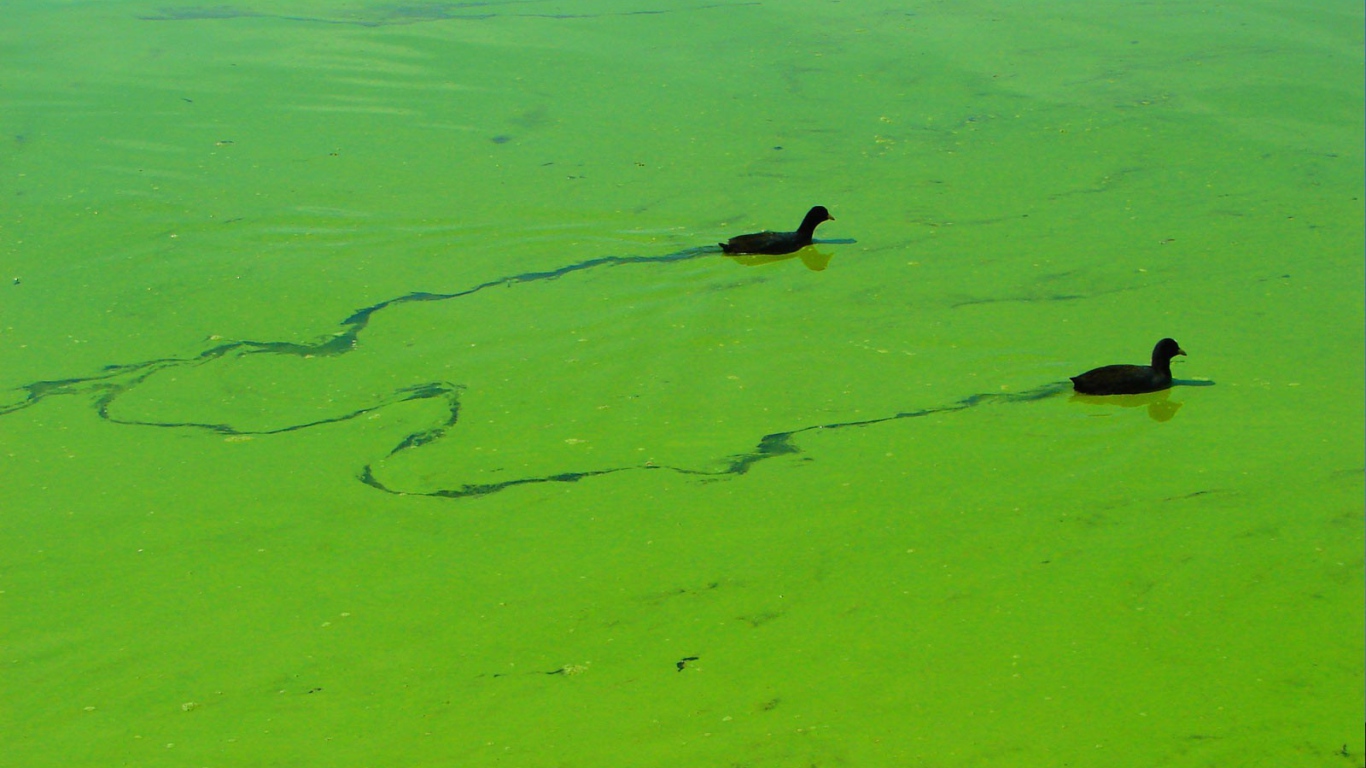 Утки плывут по зеленой тине