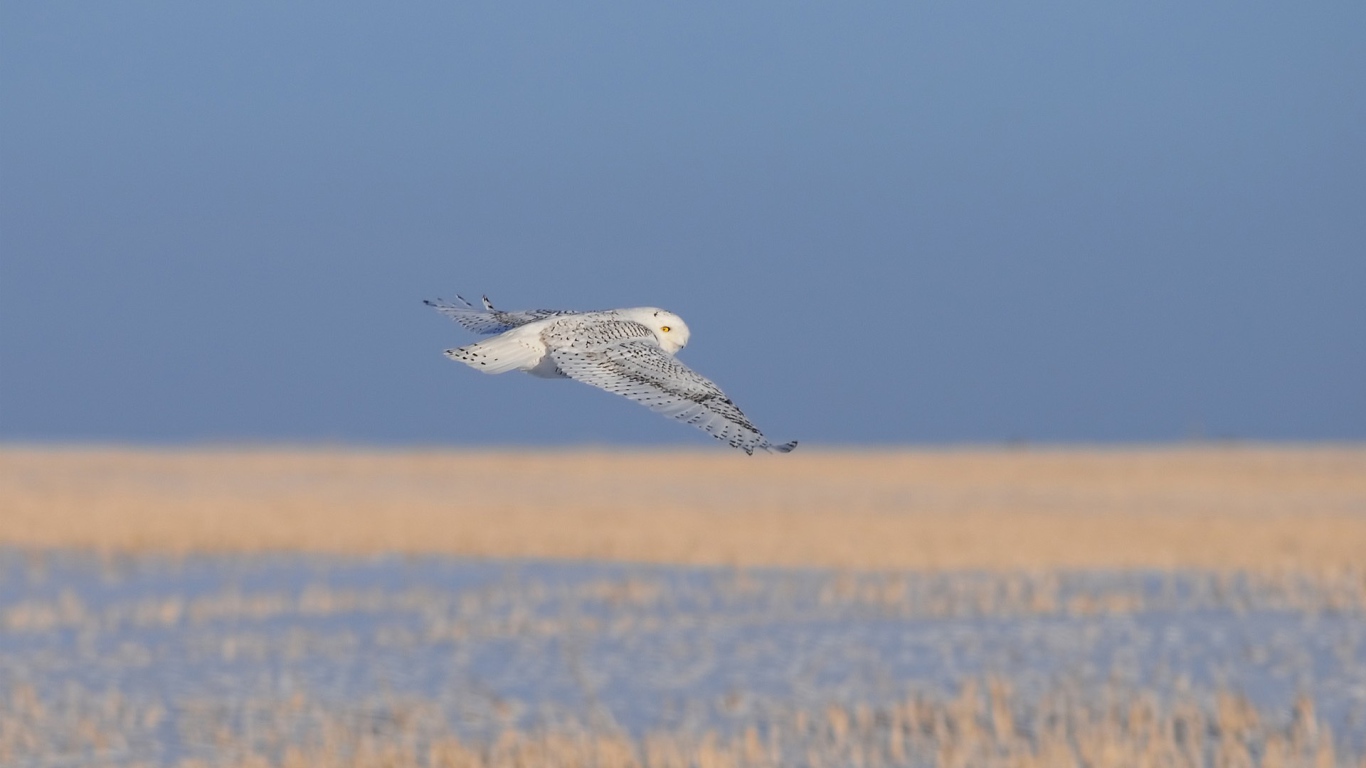 Полет полярной совы