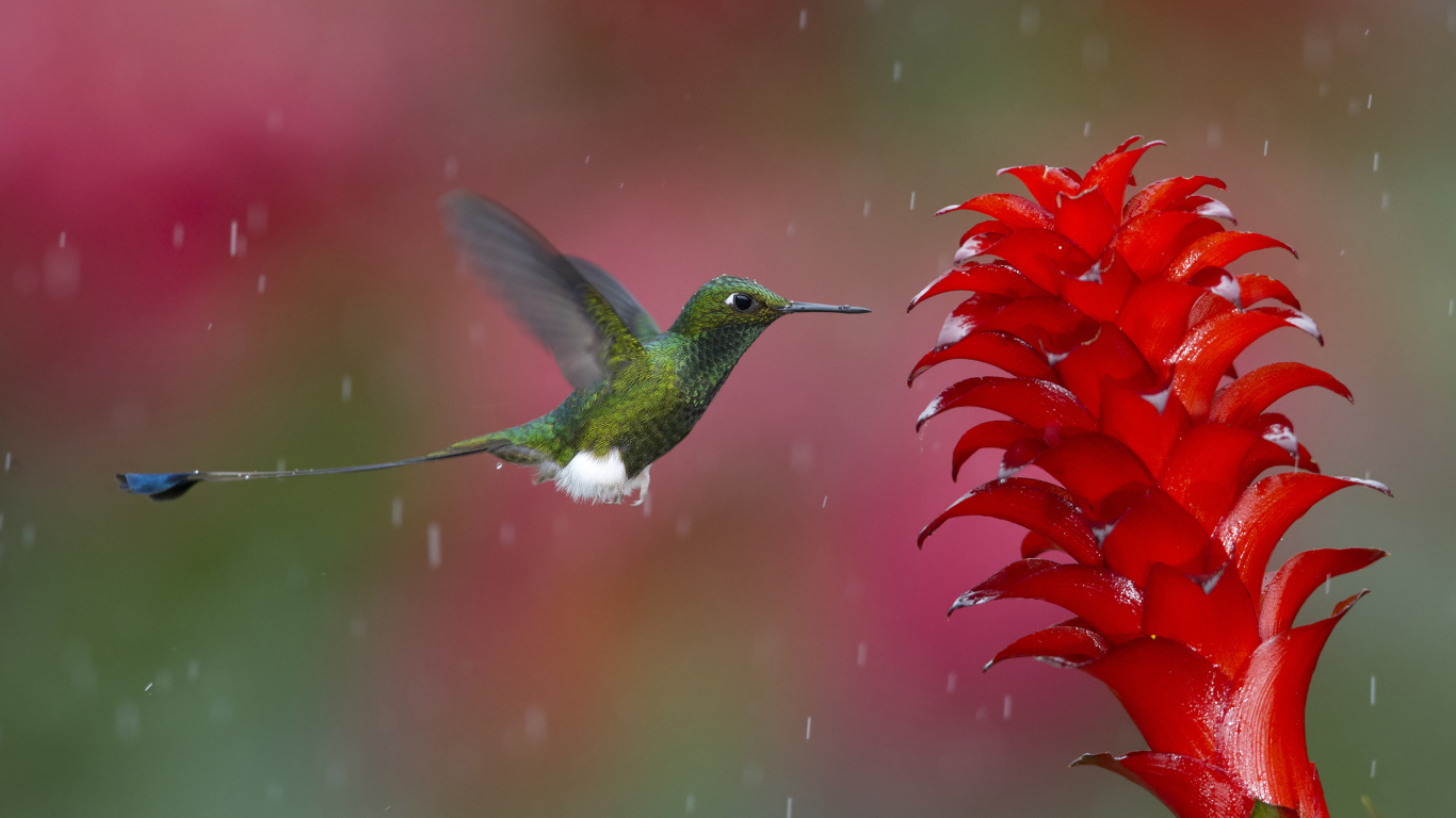 Зеленая Колибри у цветка