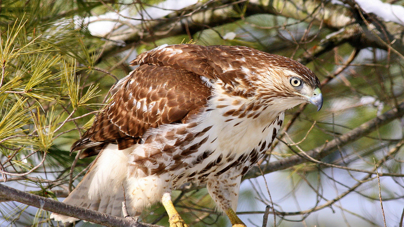 Ястреб на ветке