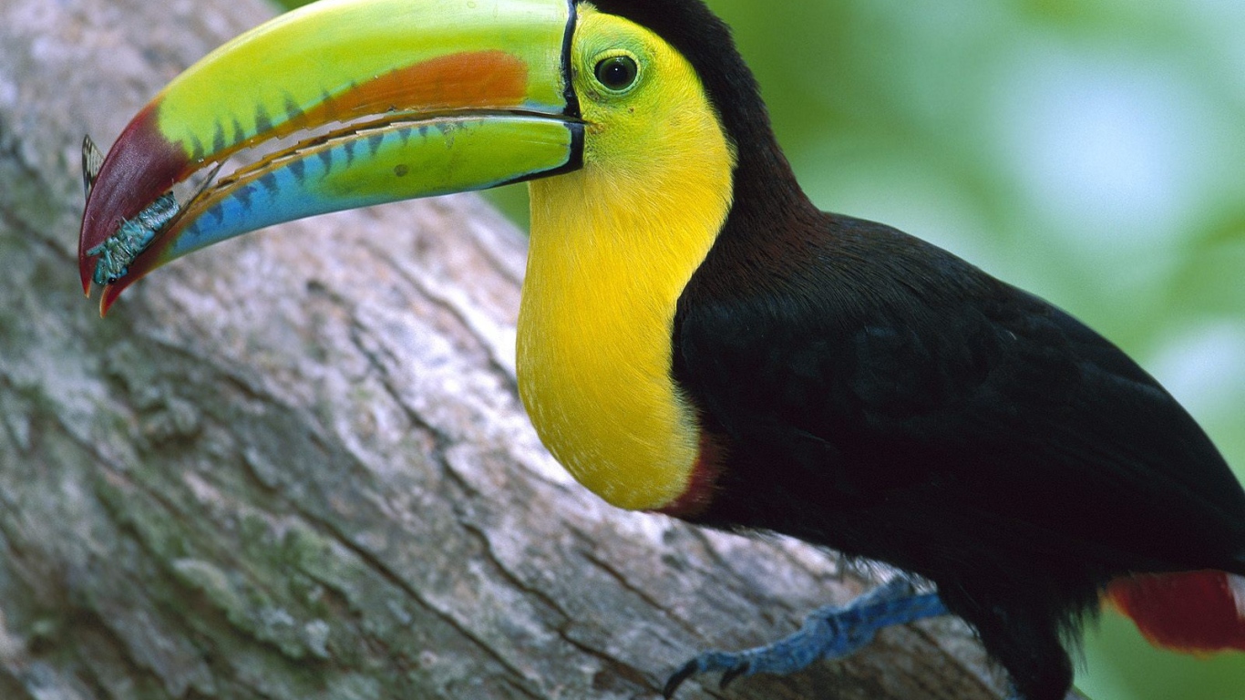 Тукан в Панаме