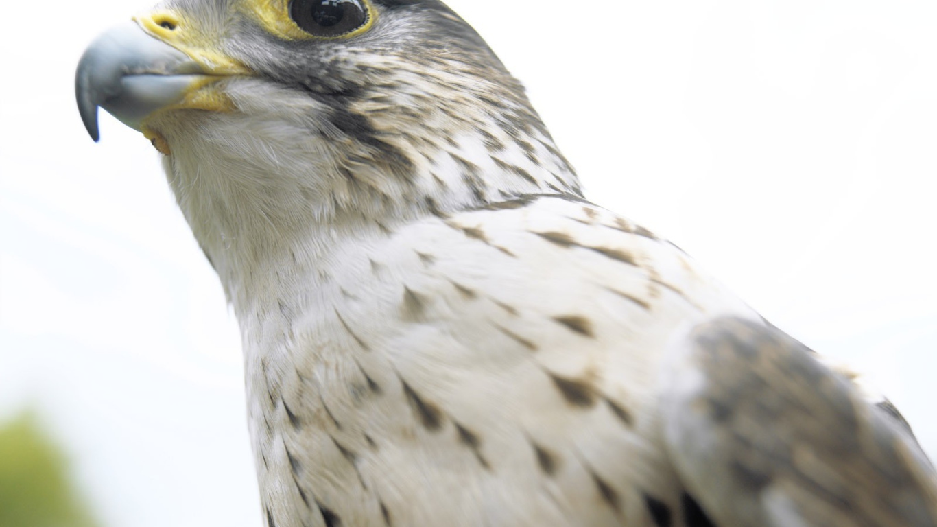 Взгляд ястреба