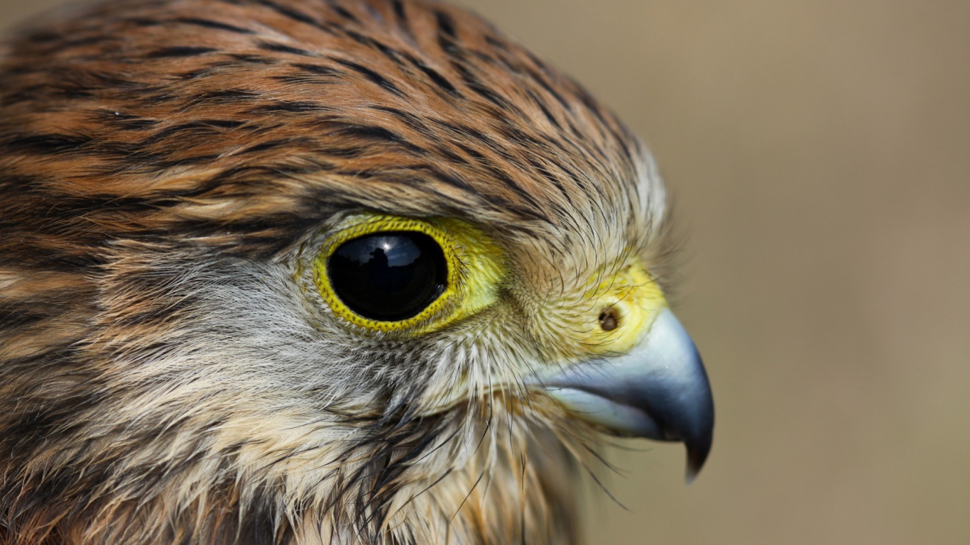 Взгляд пустельги