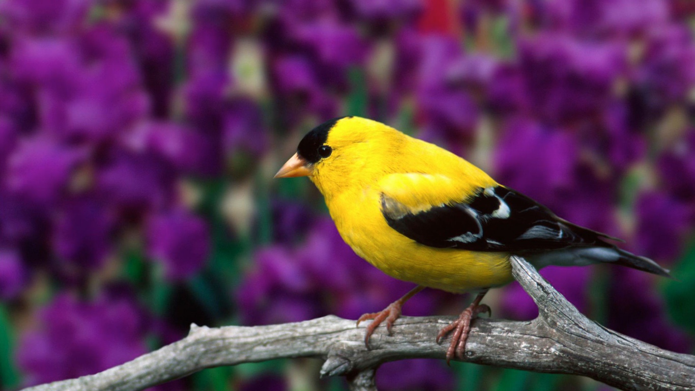 Самец американского щегла