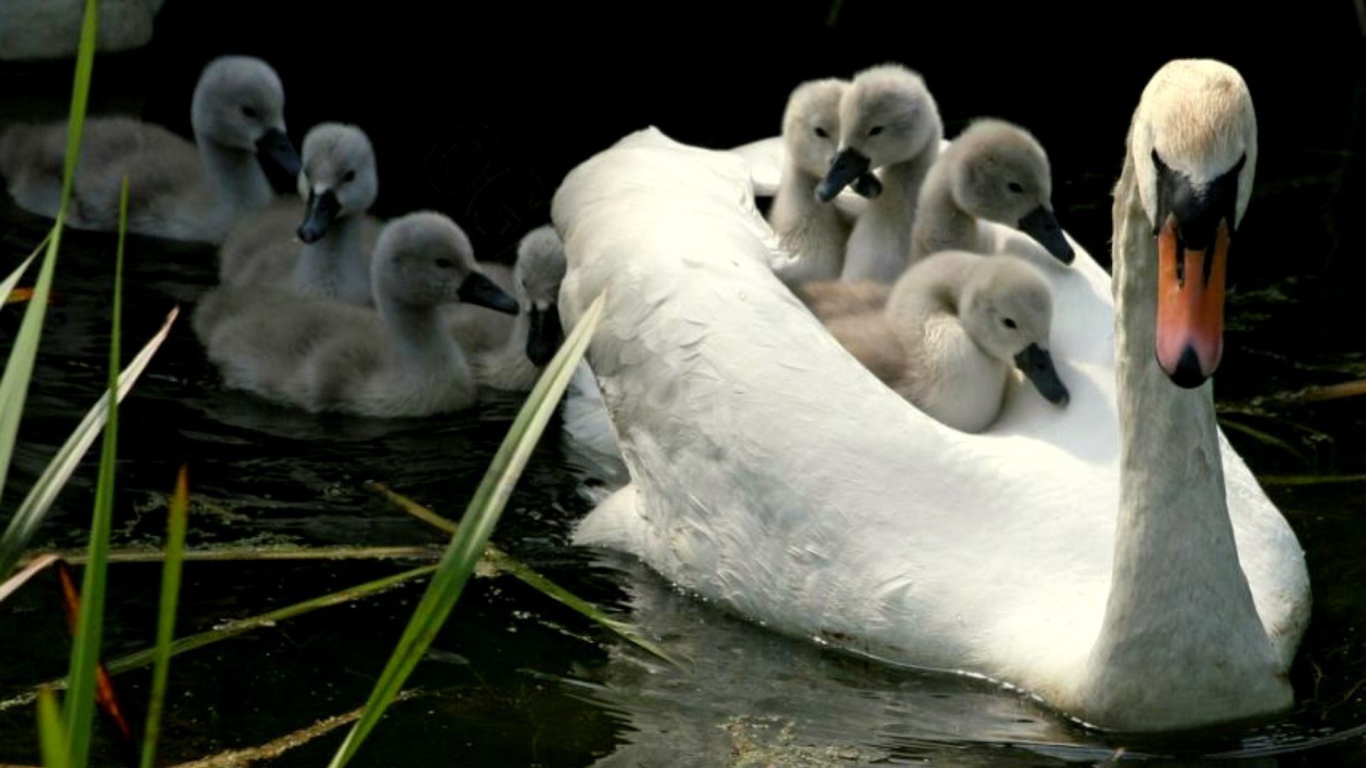 Мама лебедь с детьми
