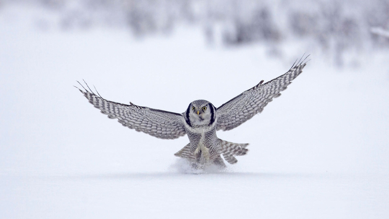 Северная сова, Финляндия