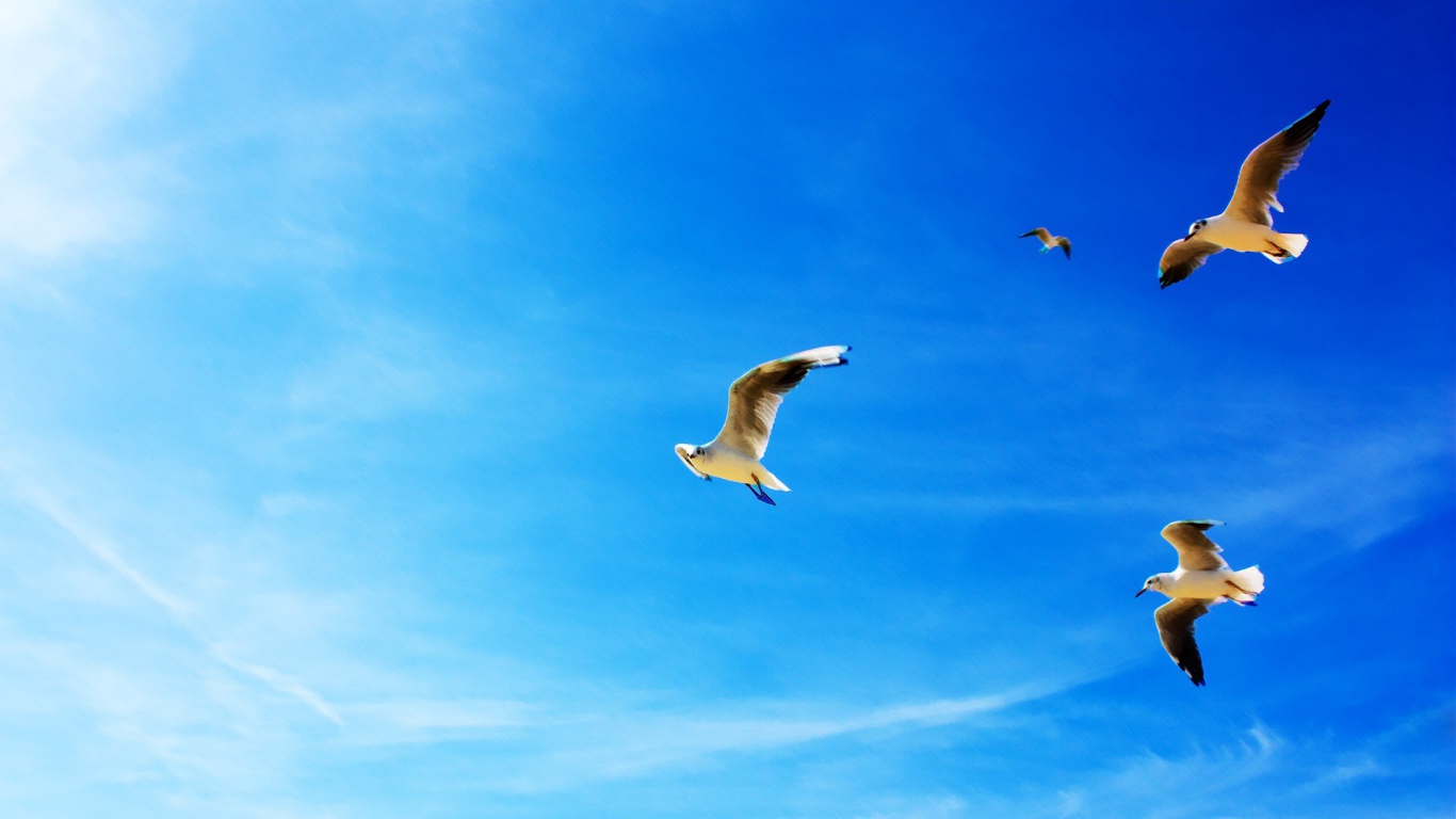 Полет чаек 