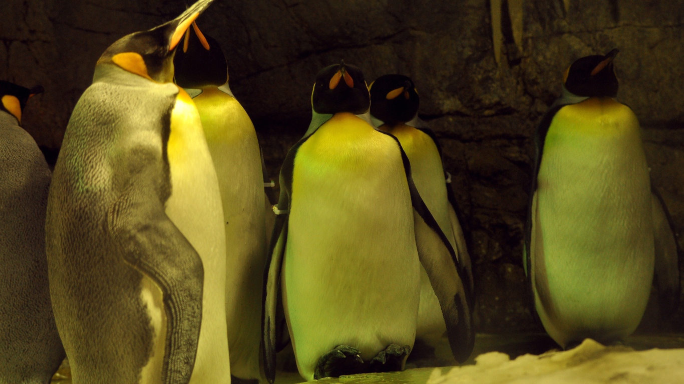 Спящие пингвины 