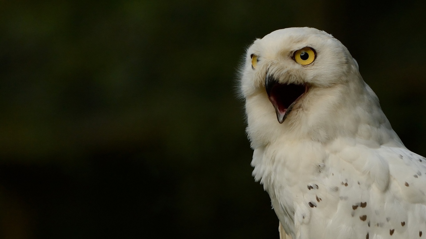 Крик белой совы