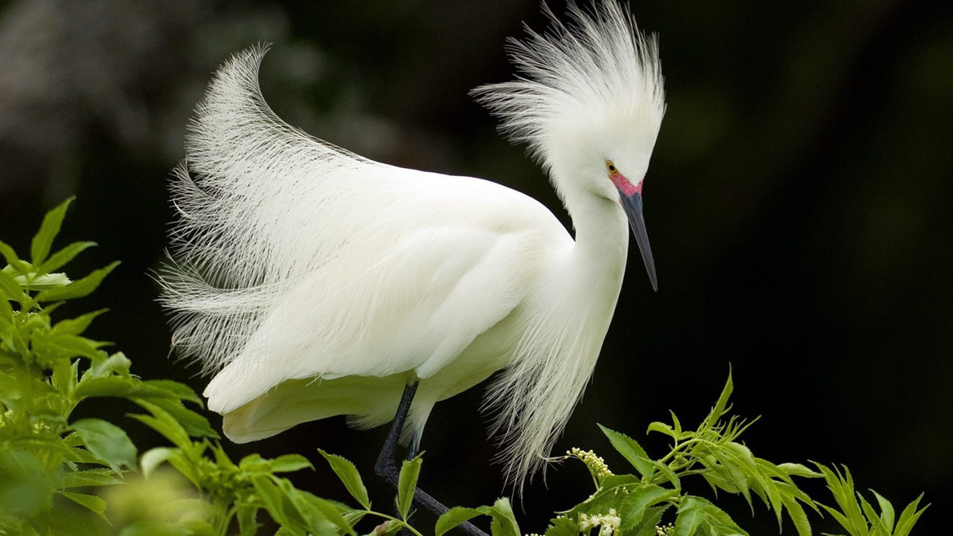 Снежная цапля в брачном наряде