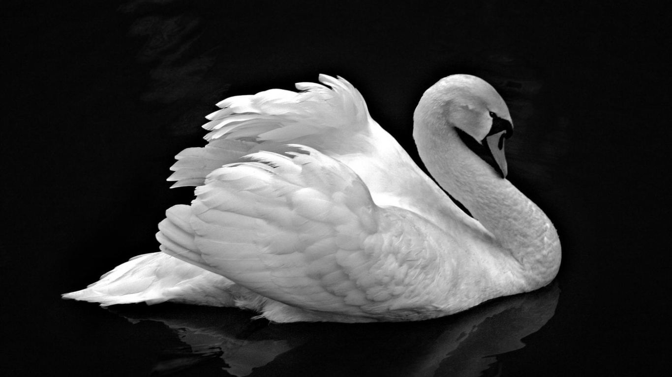 Лебедь невероятной красоты