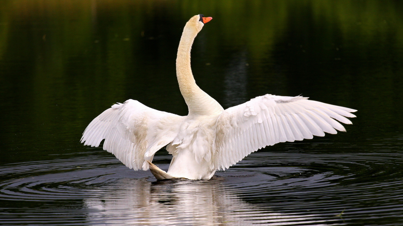 Лебедь собирается взлететь