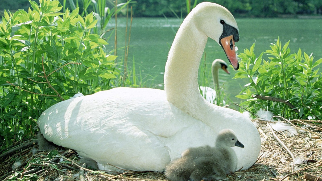 Swan with chick