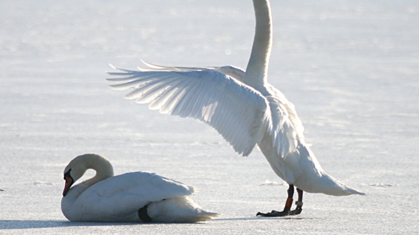 Лебеди на снегу
