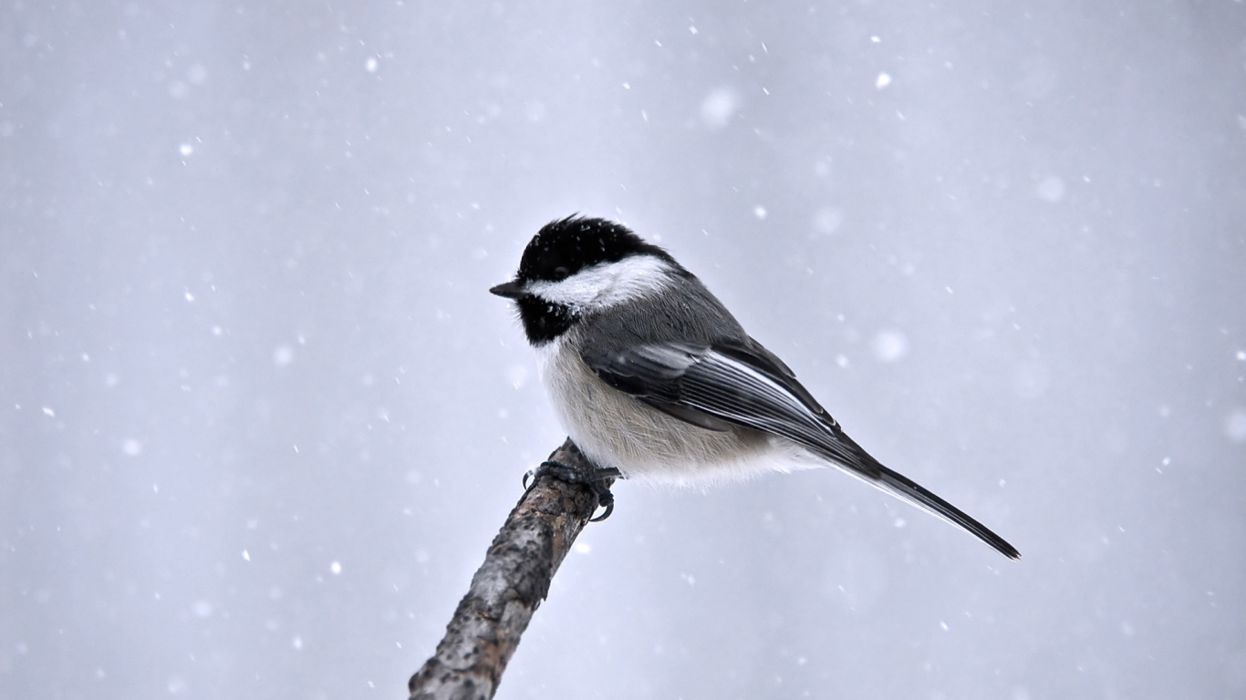 Синица сидит на ветке