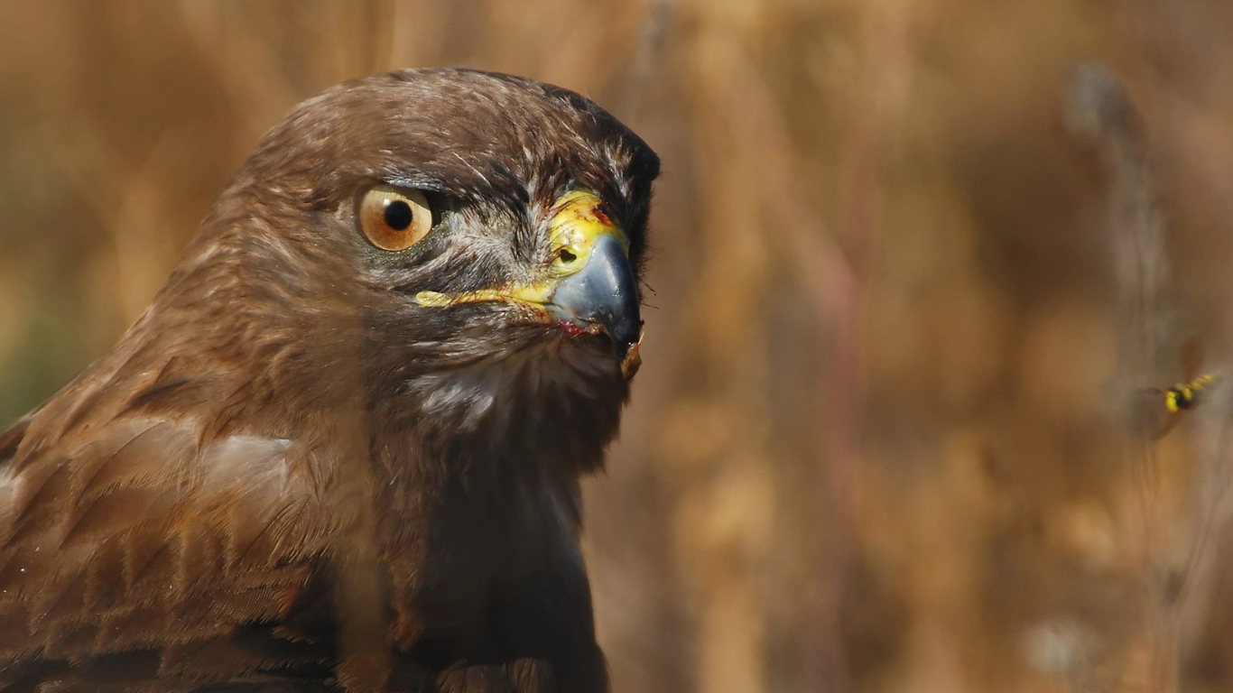 Голова орла