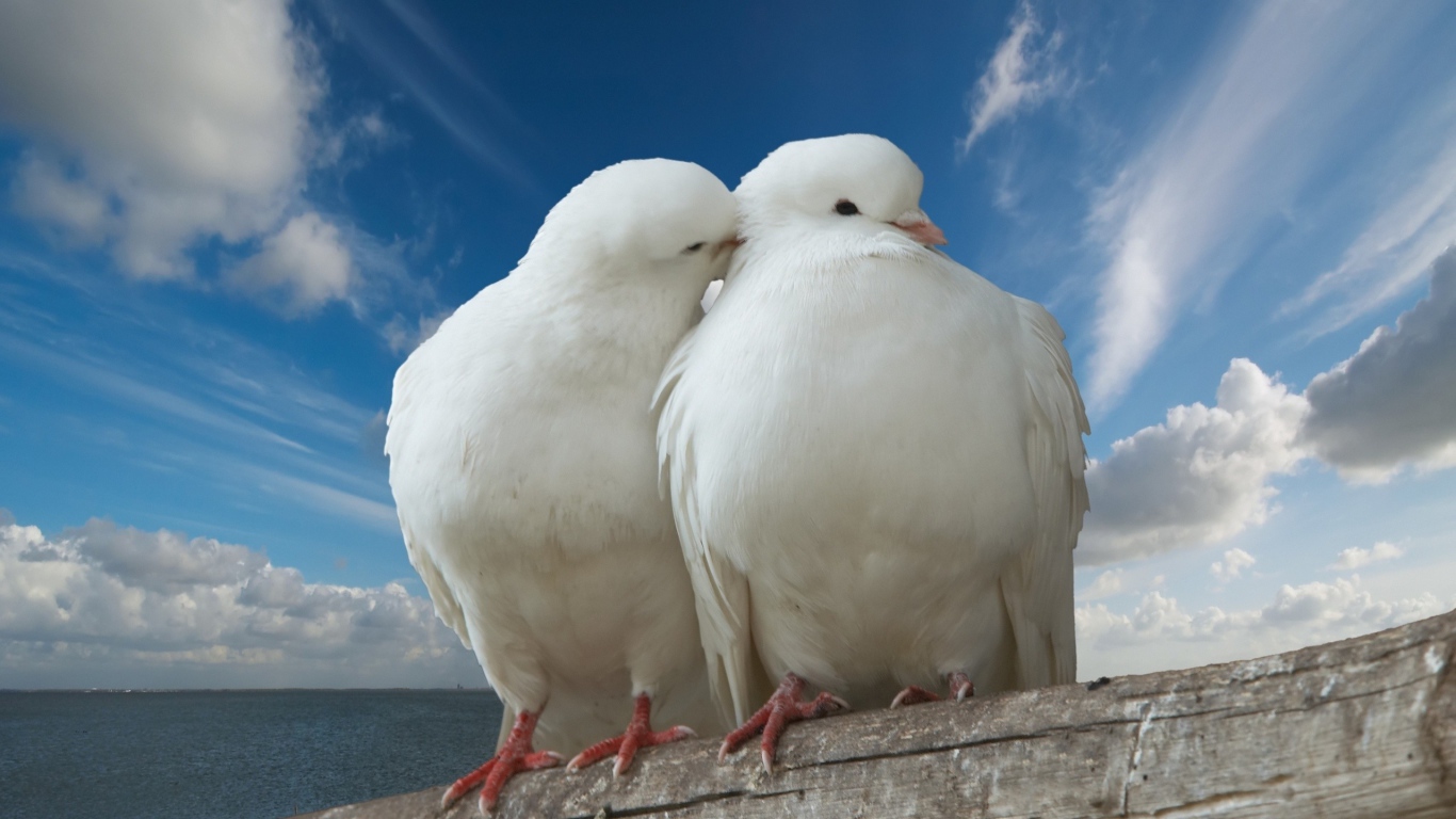 Два белых голубя
