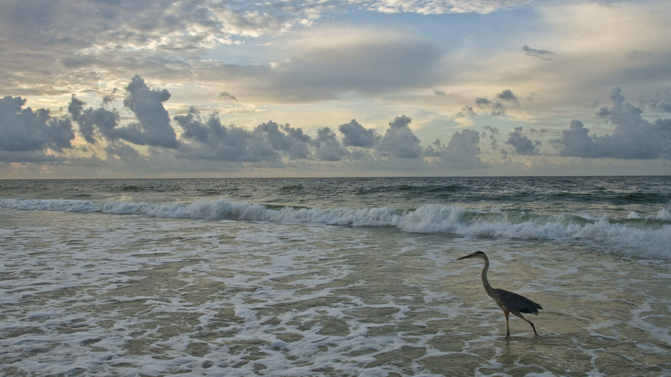Журавль шагает по морю