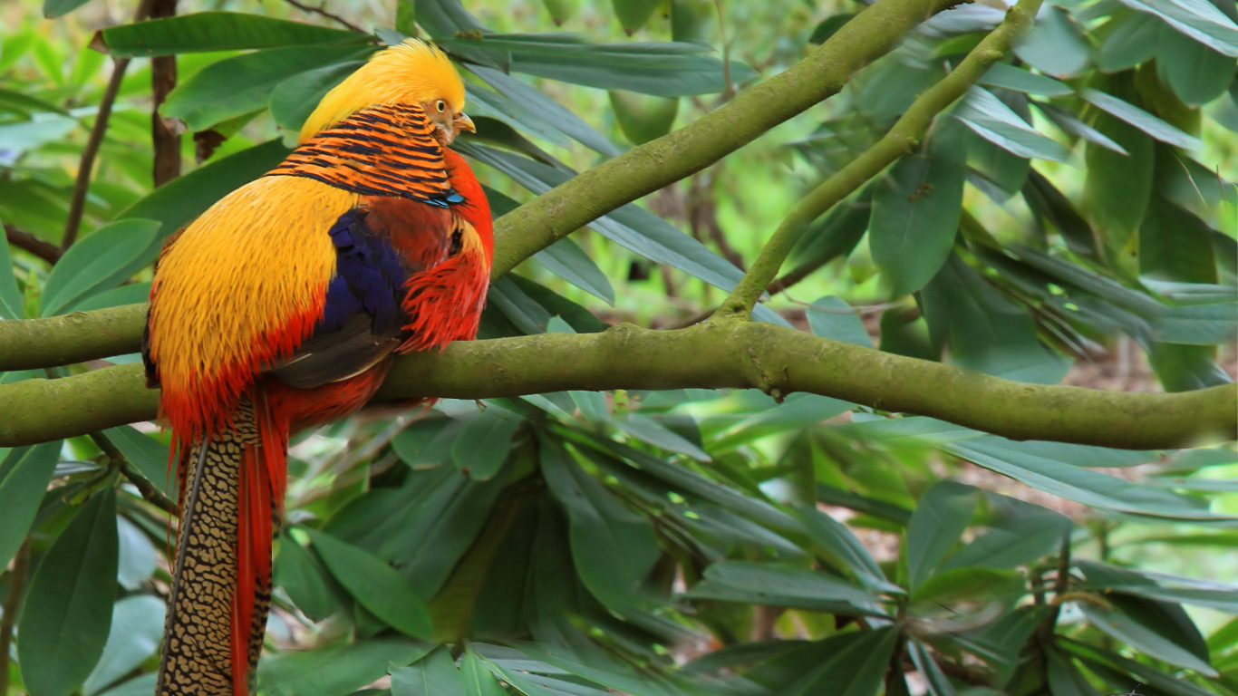 Золотой фазан на ветке