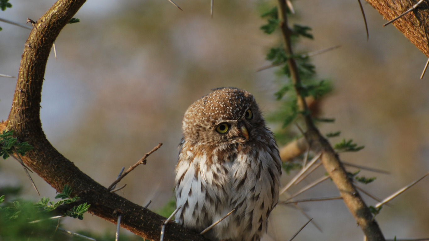 Сова на колючем дереве