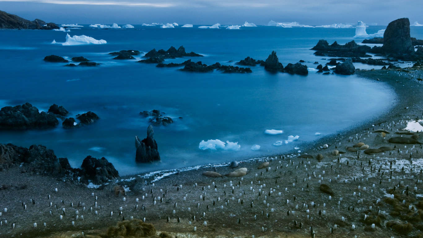 Пингвины на берегу моря