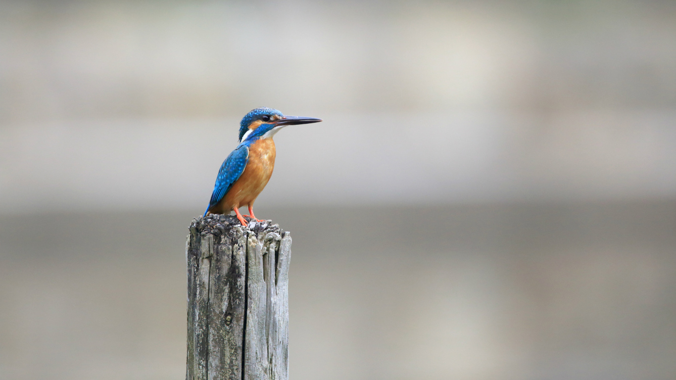 Птица зимородок