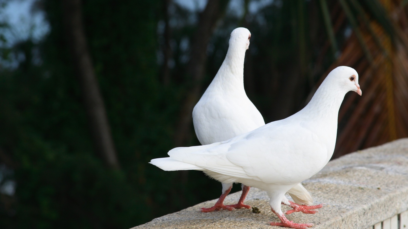 Два белых голубя на парапете