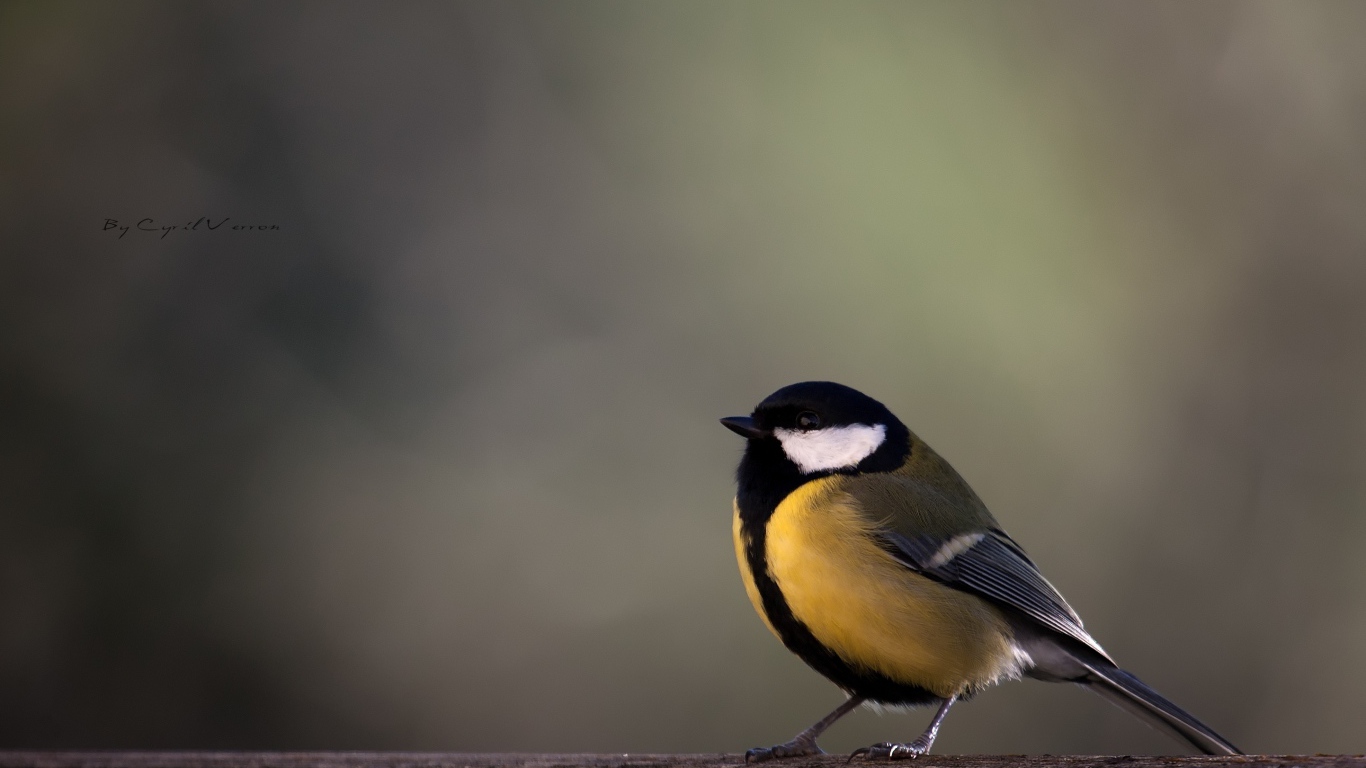 Желтая синица