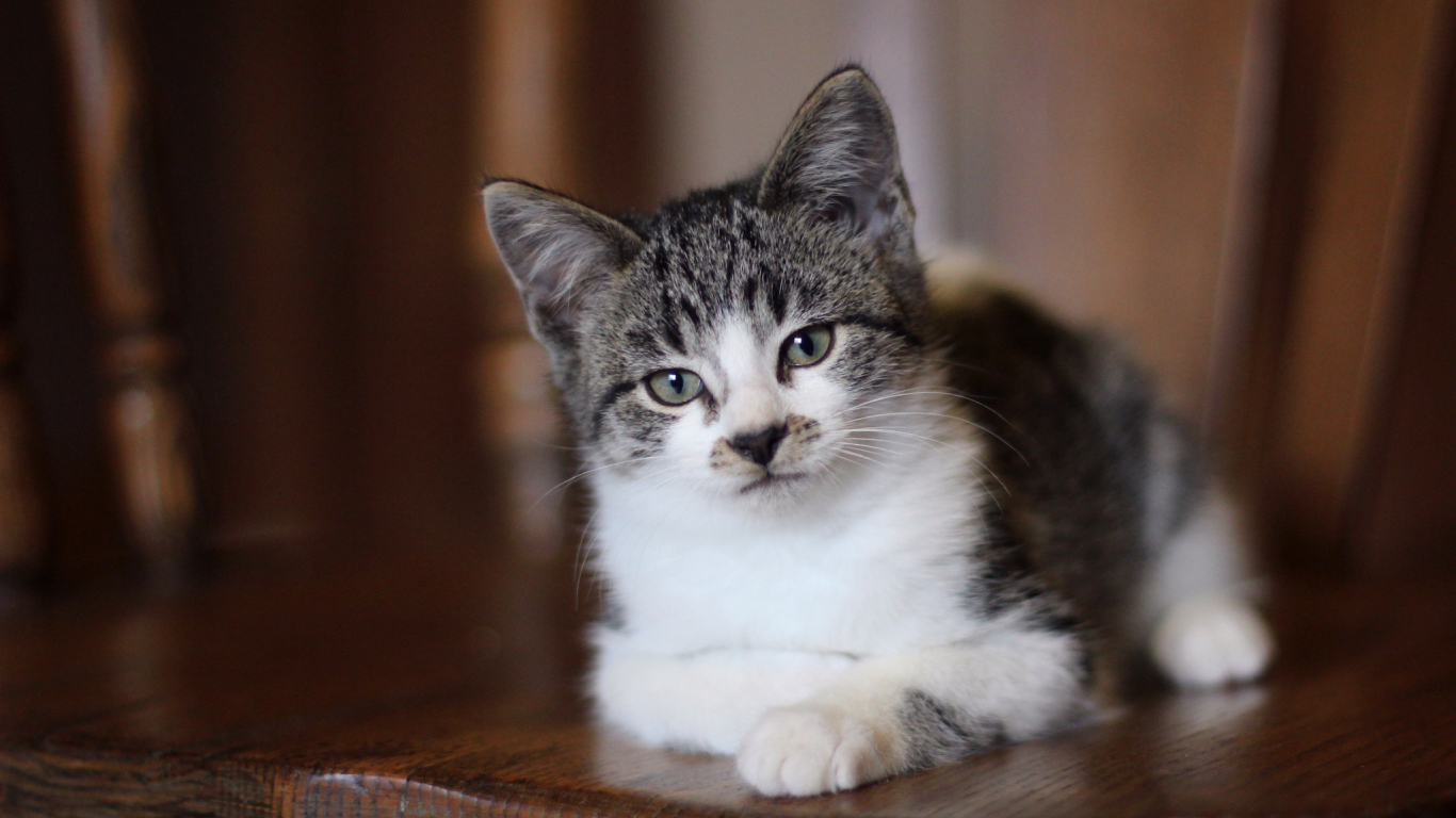 Внимательный взгляд серого кота