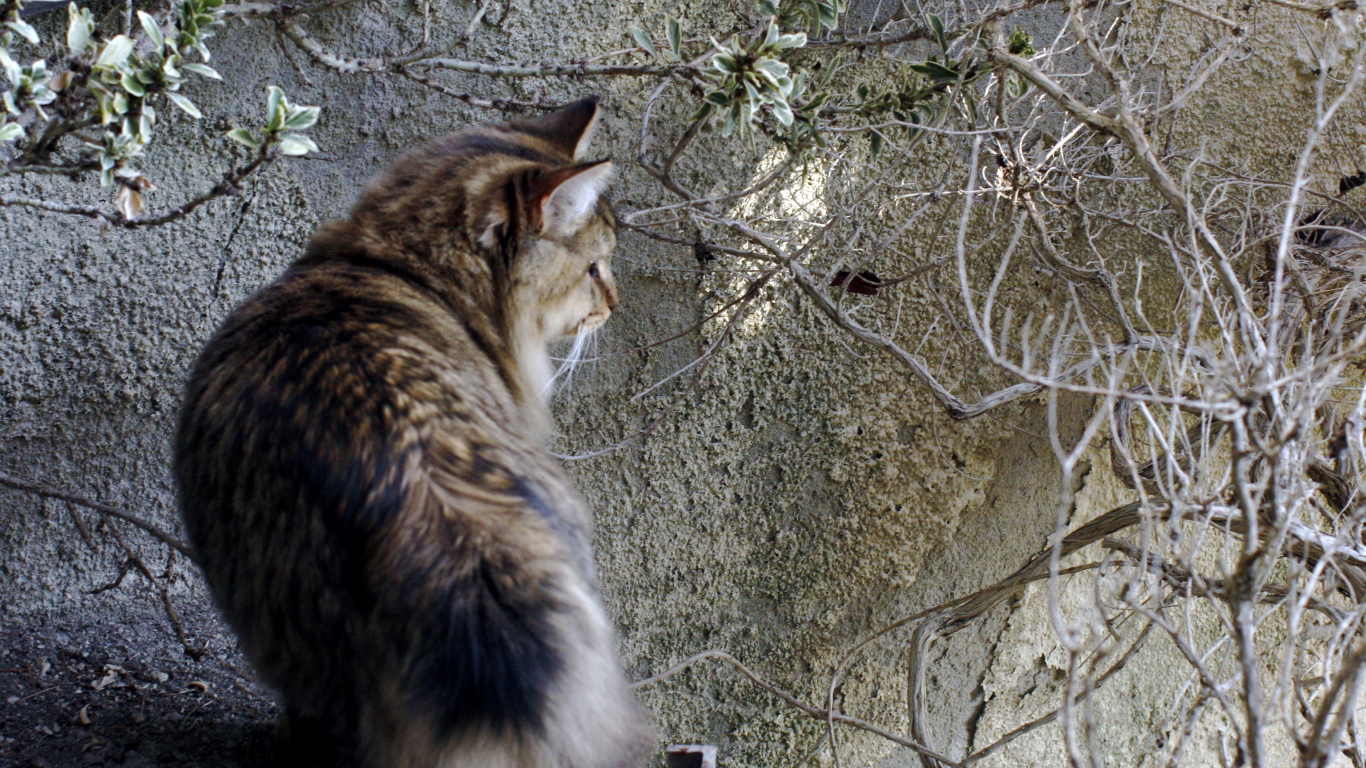 Американский бобтейл на природе