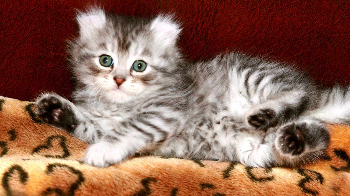 Котенок американский керл