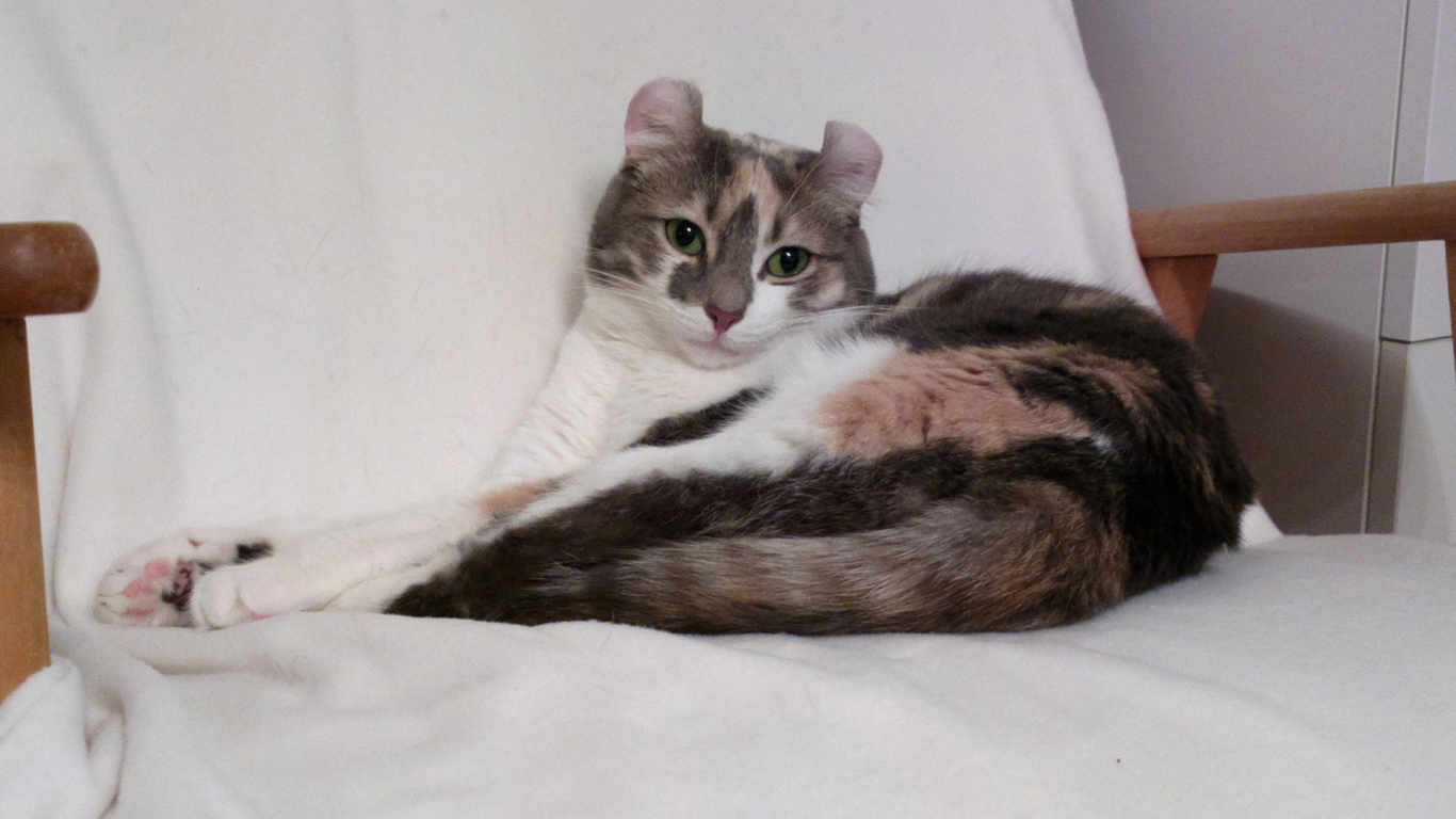 Кот американский керл на кресле